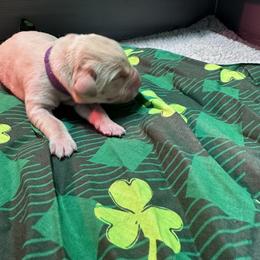 Purple - Yellow female Labrador Retriever puppy in Menomonee Falls, Wisconsin from Steppinstone Dog Training and Labradors/BC’s