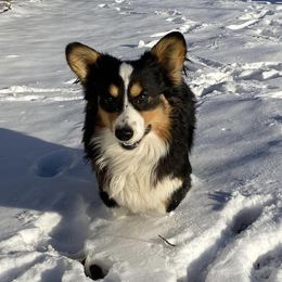 Buck - Pembroke Welsh Corgi