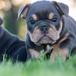 Daphne - Blue tri-color female Bulldog puppy in Zionsville, Indiana from Midwest Bulldogs