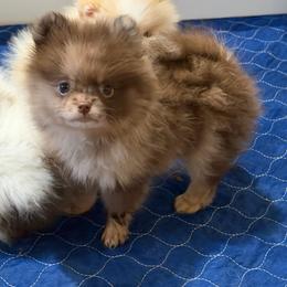 Nessie - Chocolate merle female Pomeranian puppy in Newport Beach, California from Exotic City Pomeranians and chihuahuas