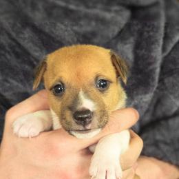 Red Sable Irish-Marked Female - Red white and sable female Rat Terrier puppy in Webb City, Missouri from Rocking 4C
