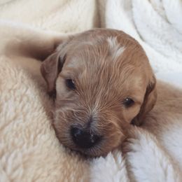 Goldendoodle Puppies from Luneckas Litters