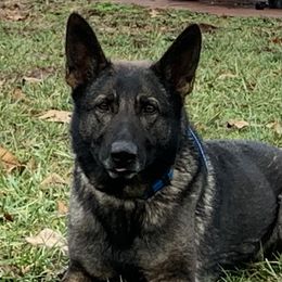 Ivy - German Shepherd