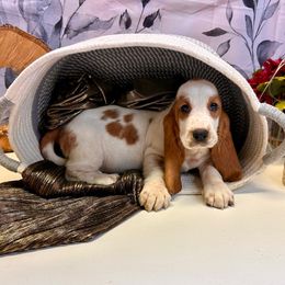 Yerza - Red and white female Basset Hound puppy in Winston Salem, North Carolina from LaythStone