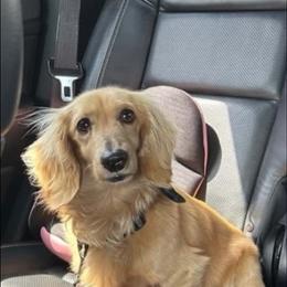Tanner - Dachshund