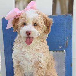 Juliet - Apricot female Goldendoodle puppy in Fayetteville, Georgia from Darling Doodles