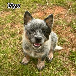 Nyx - Blue speckled female Australian Cattle Dog puppy in Keeling, Virginia from Diamond B Kennels / DBK’s