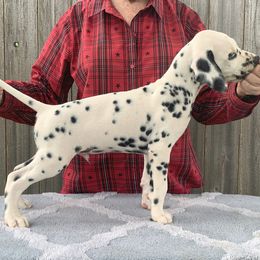 Tornado - Light Blue collar - White and black male Dalmatian puppy in Decatur, Alabama from Hollytree Dalmatians