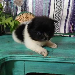 Mulan - Black parti female Pomeranian puppy in Ada, Oklahoma from Once Upon A Fluff