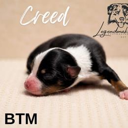 Creed - Black tri male Miniature American Shepherd puppy in Leitchfield, Kentucky from Legendmaker MAS
