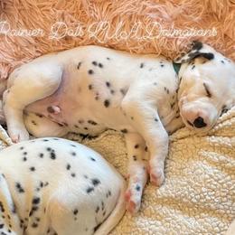 Dalmatian Puppies from Rainier DALS LUA Dalmatians of Washington