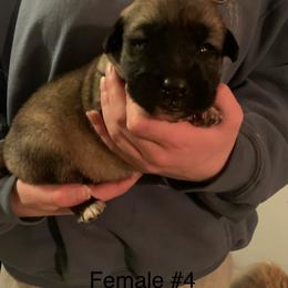 Female 4 - Fawn female Anatolian Shepherd Dog puppy in Daggett, Michigan from T&S Anatolians