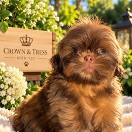 Princess Peanut Butter - Red and tan female Shih Tzu puppy in Xenia, Ohio from Crown & Tress Shih Tzu