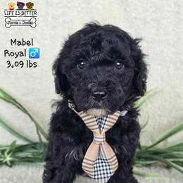 Royal - Black male Goldendoodle puppy in Rockledge, Florida from Stormie's Doodles