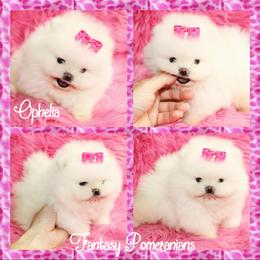 Ophelia - White female Pomeranian puppy in Anna, Texas from Fantasy Pomeranians & Fantasy Aussies