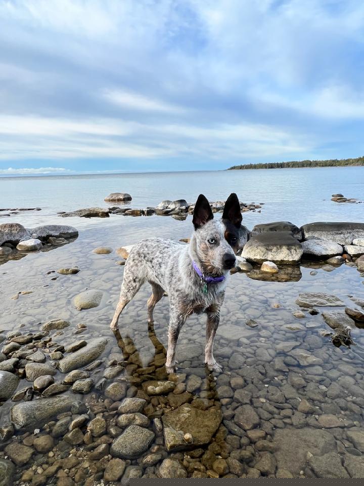 Australian Cattle Dog All Grown Up from Hope Heelers (Australian Cattle Dogs)
