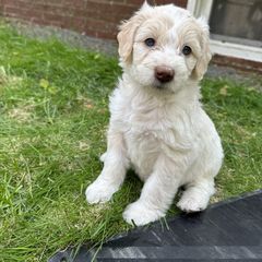 Bordoodle Puppies from Bordoodles of Maine