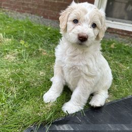 Bordoodle Puppies from Bordoodles of Maine