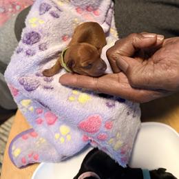 Miniature Pinscher Puppies from Bridget GreenBoddy