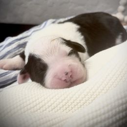 BLACK COLLAR OES MALE - Gray and white male Old English Sheepdog puppy in Mesa, Arizona from Desert Sheepies and Doodles