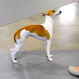 Kody - Italian Greyhound
