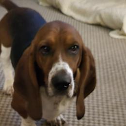 Basset Hounds from S&S American Bassets