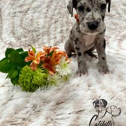 Great Dane Puppies from Catskills Greatest Danes