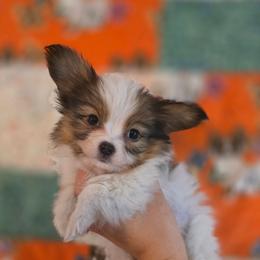 Finn - White and sable male Papillon puppy in Myakka City, Florida from LaRae's Papillons