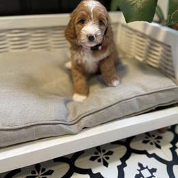 Bernedoodle and Goldendoodle Puppies from Farmland Doodles
