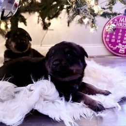 Ace - Black and mahogany male Rottweiler puppy in Brazil, In, Indiana from Lazy A Ranch & Kennels