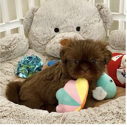 Shih Tzu Puppies from Arizona Sunrise Shih Tzus