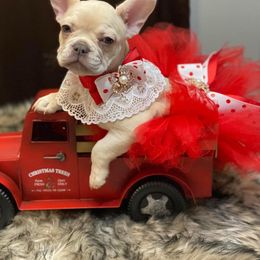 French Bulldog Puppies from QueenBFrenchies