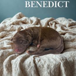 Benedict - Sable male Aussiedoodle puppy in Ellenburg Center, New York from Kristin's Puppies