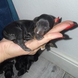 Dachshund Puppies from Champion Dachshunds