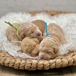 Bernedoodle and Goldendoodle Puppies from Draper Doodles