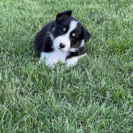 Border Collie Puppies from Pineview Farm