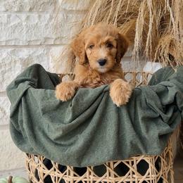 Purple - female Golden Mountain Doodle puppy in Leander, Texas from Olive Grove Doodles