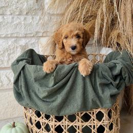 Purple - female Golden Mountain Doodle puppy in Leander, Texas from Olive Grove Doodles
