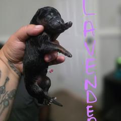 Lavender - Black and tan female German Shepherd puppy in Sebring, Florida from Blackwater K9