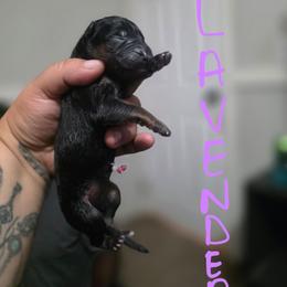 Lavender - Black and tan female German Shepherd puppy in Sebring, Florida from Blackwater K9