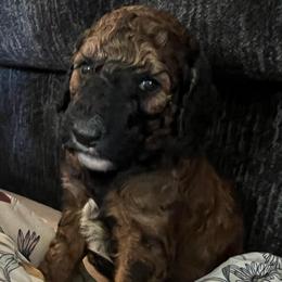 Elijah (Green Collar) - Brown male Poodle puppy in Austin, Texas from Haylee’s Pups & Paws