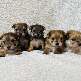 Morkie puppies from Larson’s Legacy Aussome Aussie Kennels