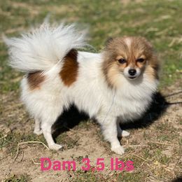 Chiquita - Pomeranian