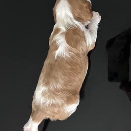 Cavalier King Charles Spaniel Puppies from Misty Meadow Cavaliers