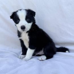 Black Male II - Black and white male Border Collie puppy in Okeechobee, Florida from Cowtown Corgis & Border Collies