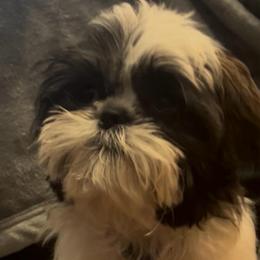 MR SIR - Tricolor male Shih Tzu puppy in Fontana, California from Loraine Bailey