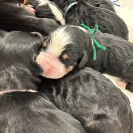 Sugar Cookie - Tri-color male Bernedoodle puppy in Hegins, Pennsylvania from Bubbling Springs Doodles, LLC