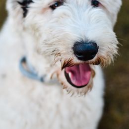 Sheepadoodles from Ruff Cuts Animal Farm