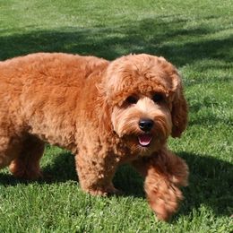 Falcon - Goldendoodle