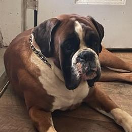 Oscar - Boxer